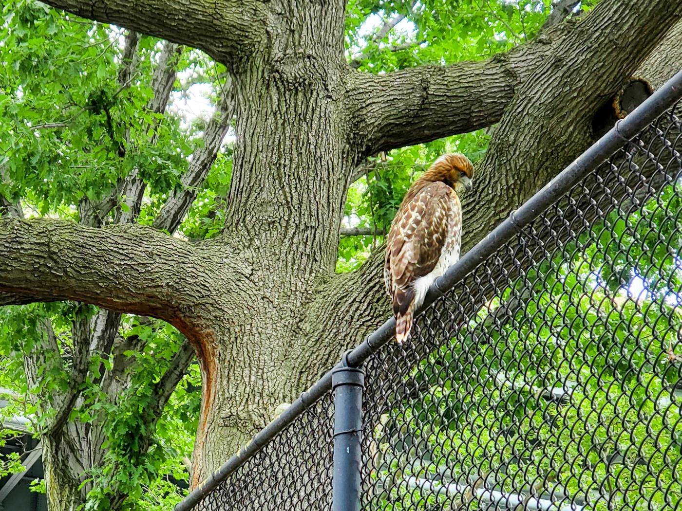 A red-tailed hawk perched on the chain-link fence around Astoria Park's tennis courts, with a large mature tree directly behind it.